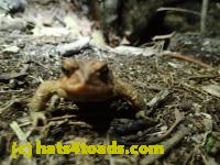 /home//u458753944/public_html/sourcegallery//Roxborough Toad Detour/2013-2019/2017/P4110700.JPG